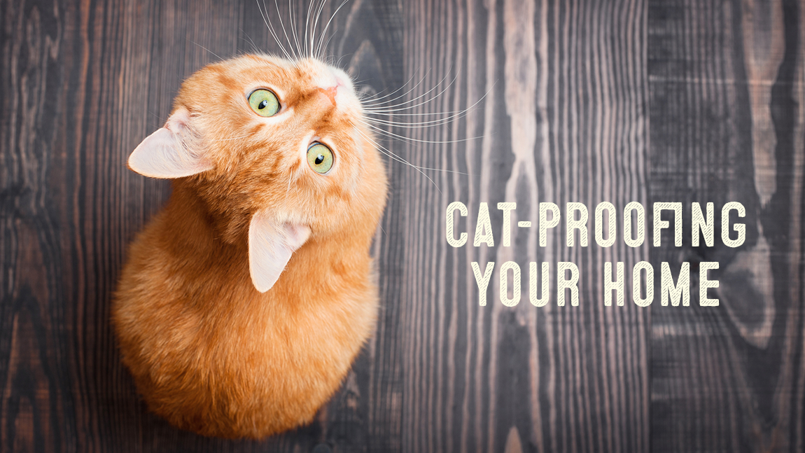 Cat-Proofing Your Home