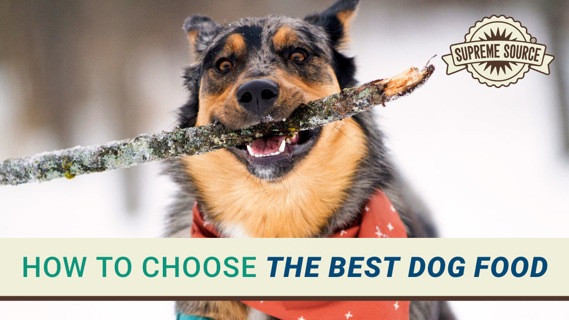 How to Choose the Best Dry Dog Food: Expert Tips for Pet Owners
