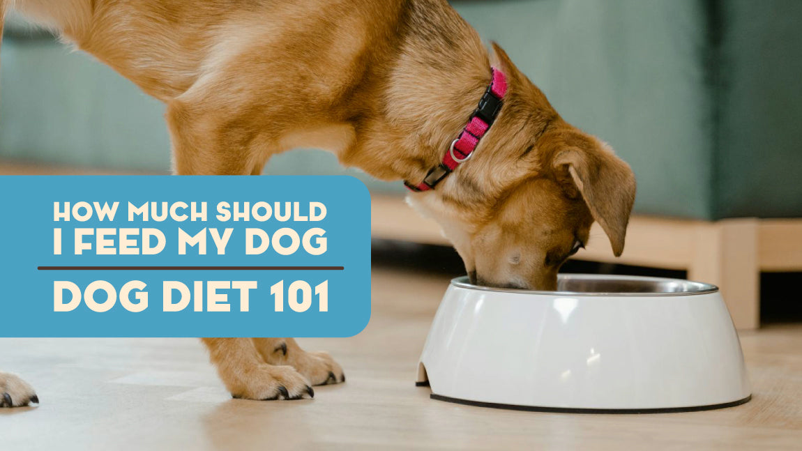 how much should i feed my dog