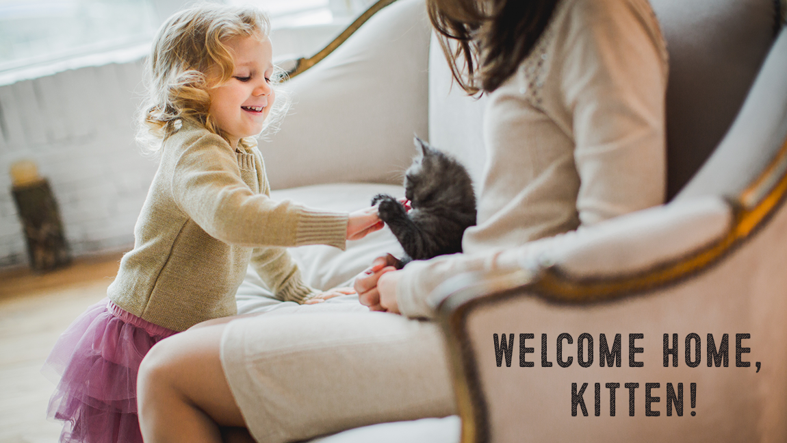 Bringing Home A New Kitten: What You Should Know