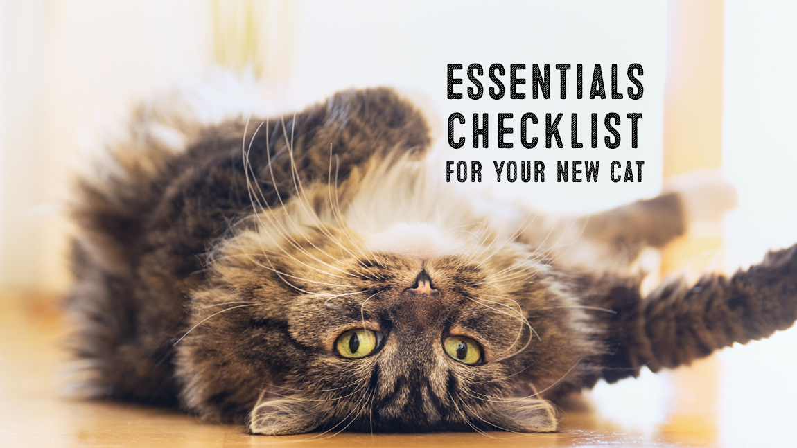 Essentials Checklist for Your New Cat