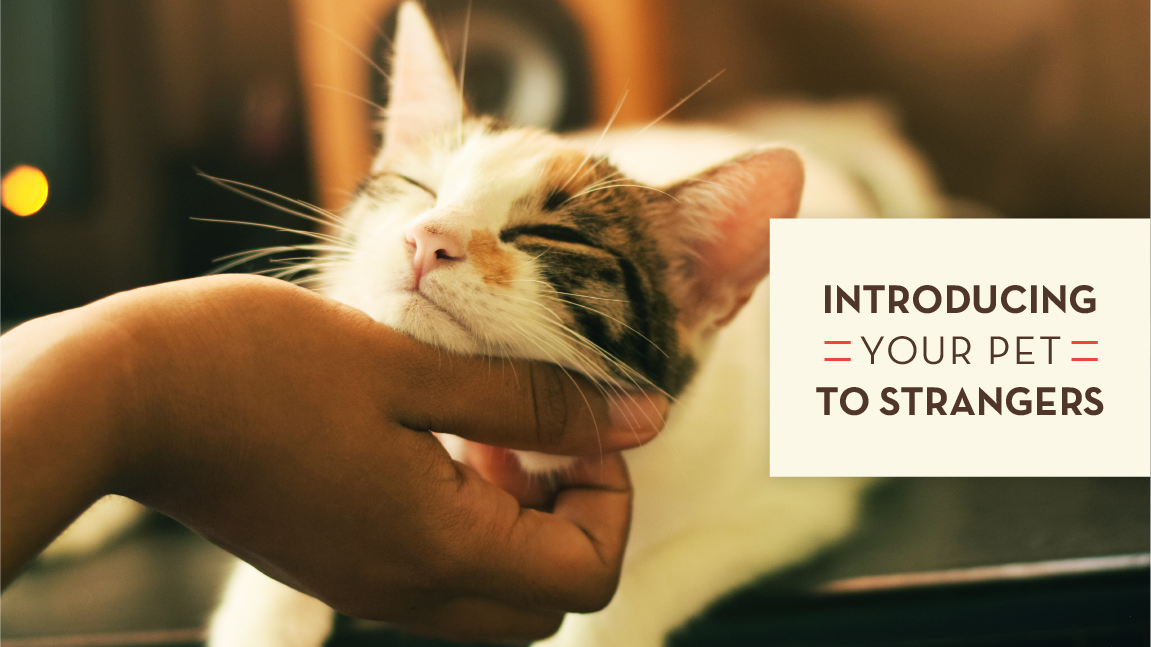 Introducing Your Pet to Strangers