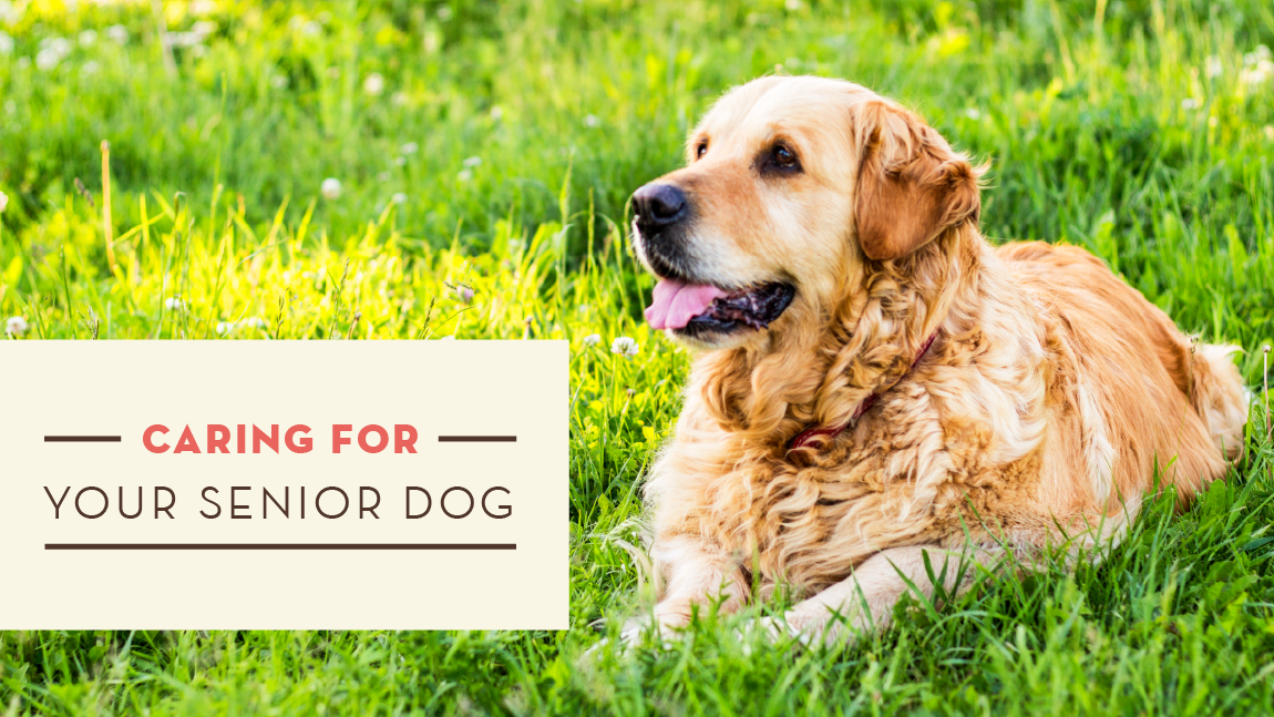 Caring for Your Senior Dog