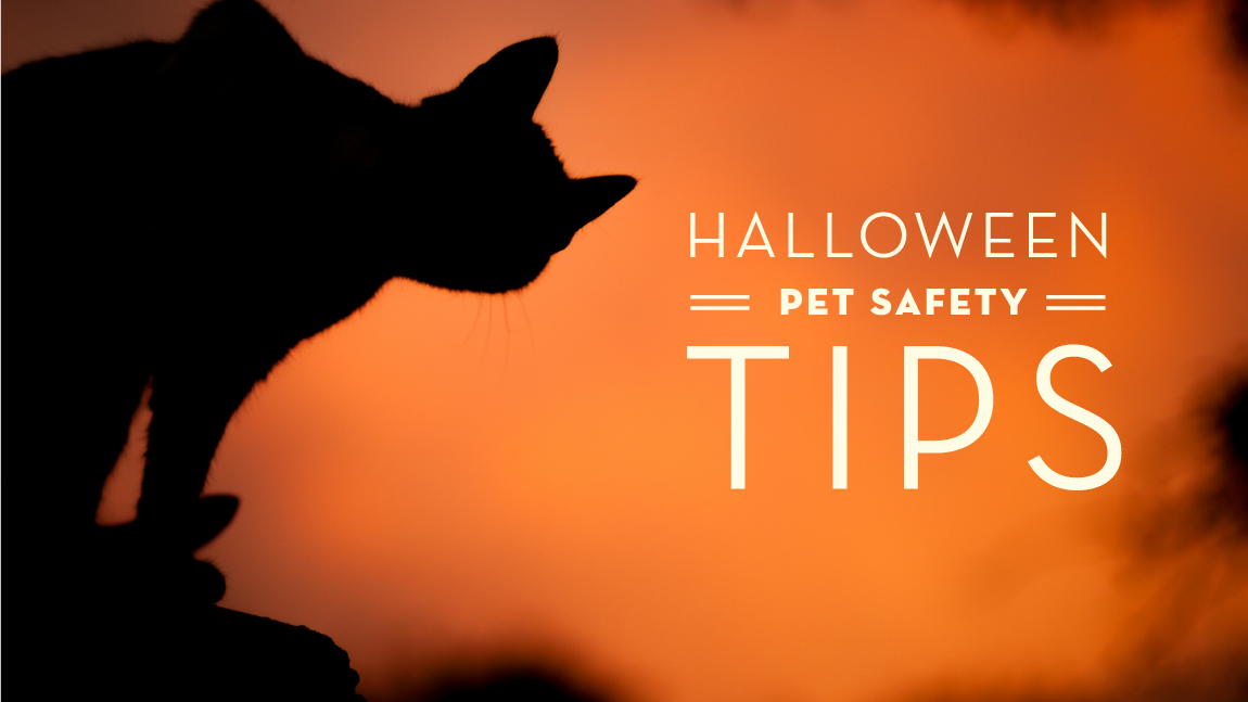 Halloween Pet Safety Tips