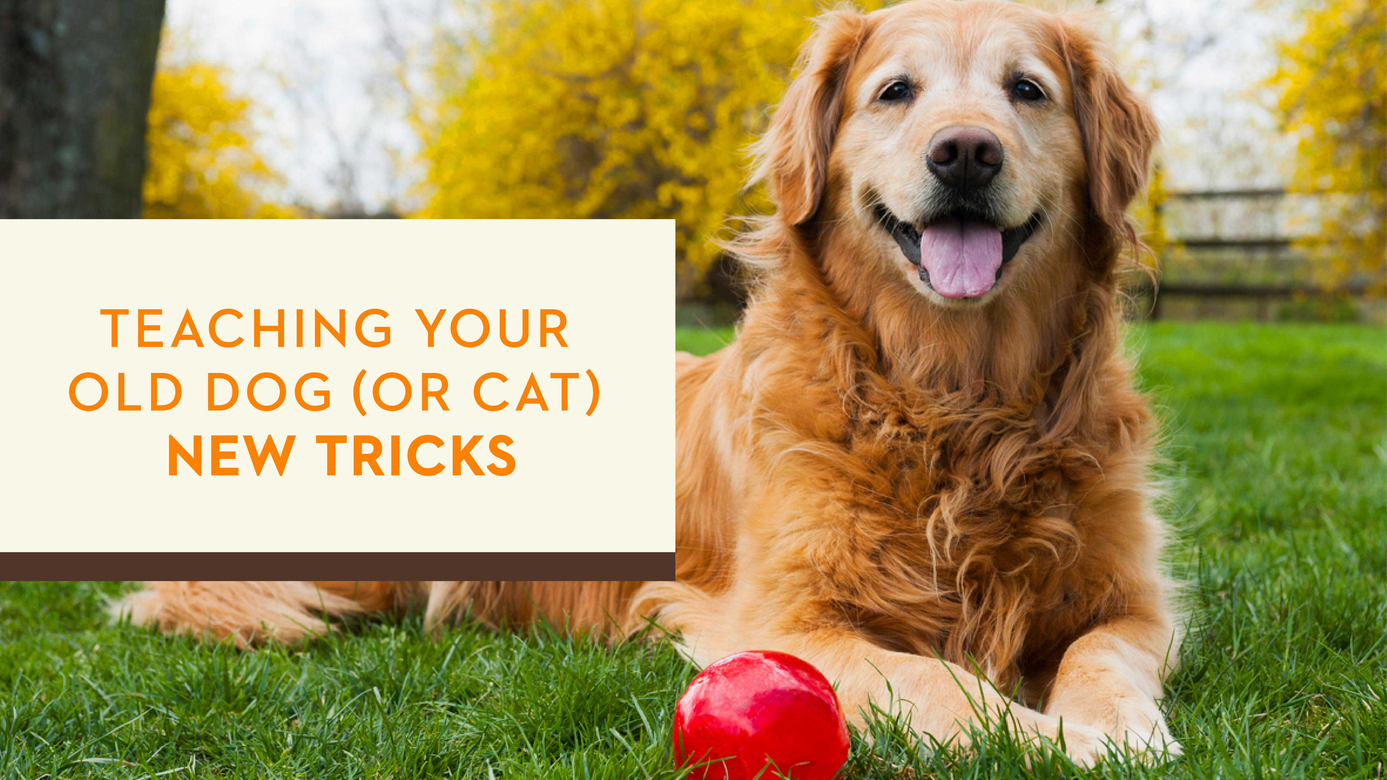 Teach Your Old Dog (or Cat) New Tricks