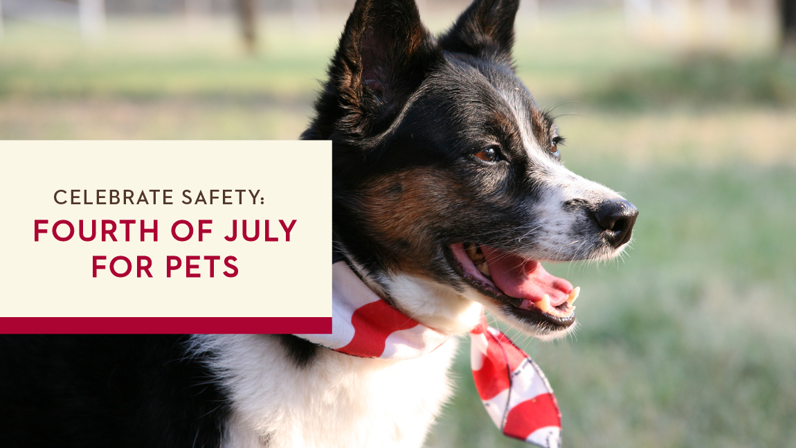 Celebrate Safety: Fourth of July for Pets