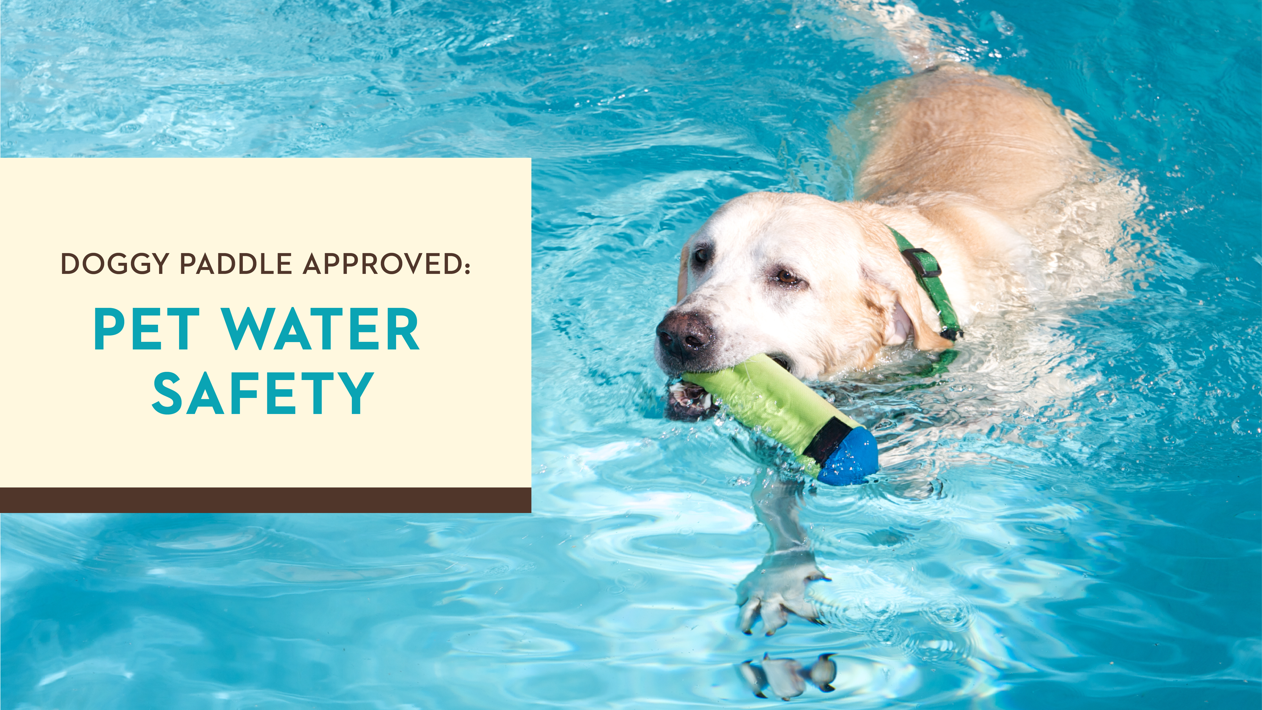 Doggy Paddle Approved: Pet Water Safety
