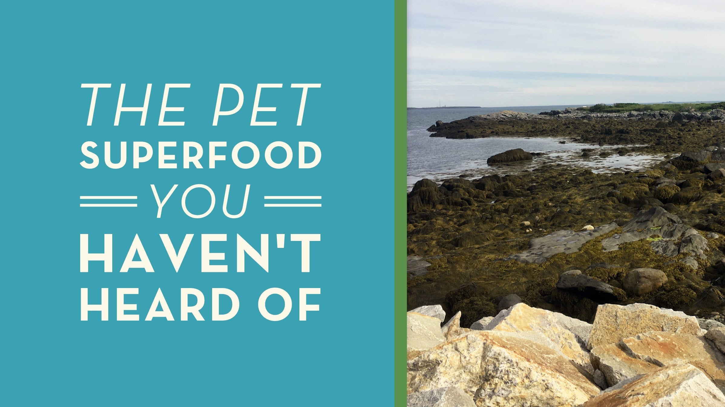 The Pet Superfood You Haven’t Heard Of