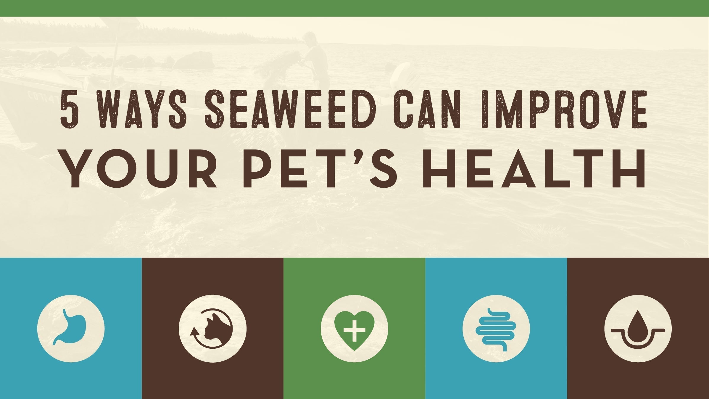 5 Ways Seaweed Can Improve Your Pet’s Health