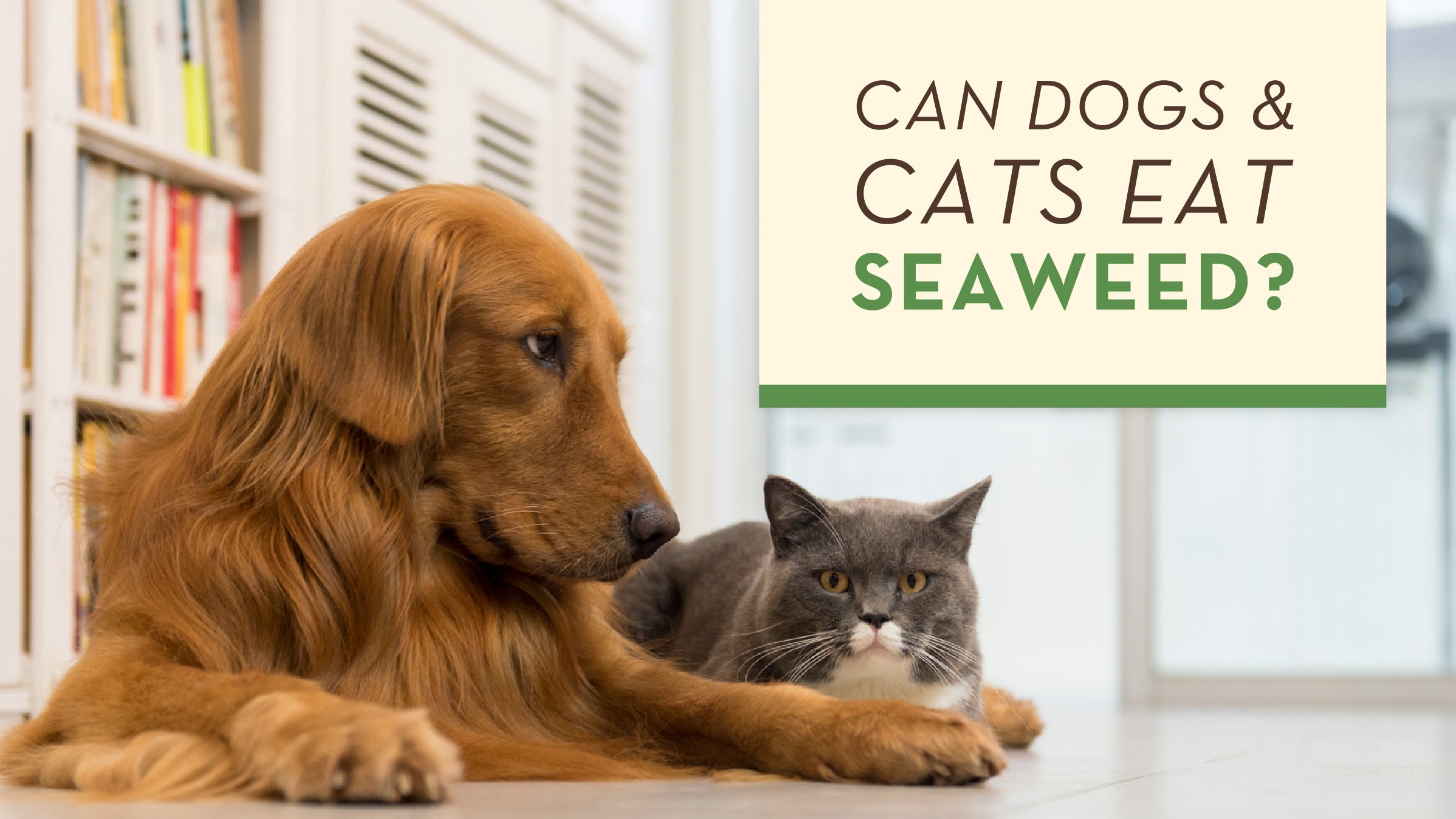 Can Dogs Eat Seaweed?