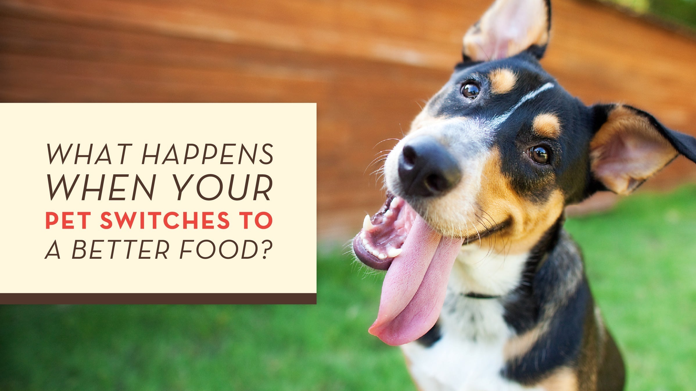 What Happens When Your Pet Switches to a Better Dog Food?
