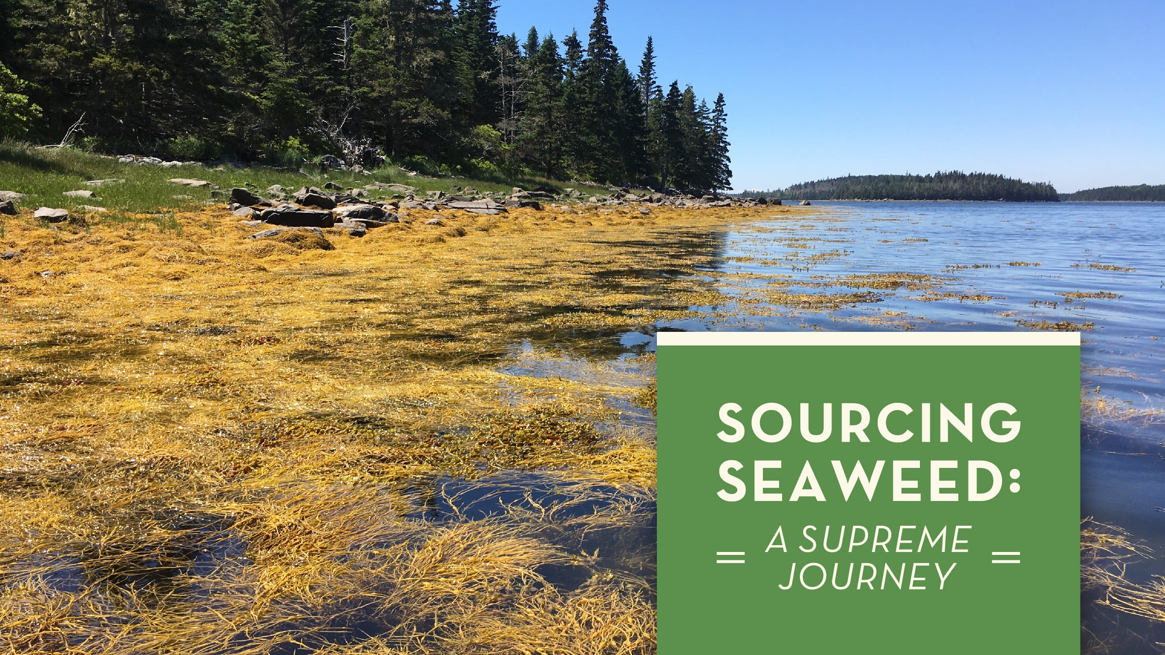 Sourcing Seaweed: A Supreme Journey