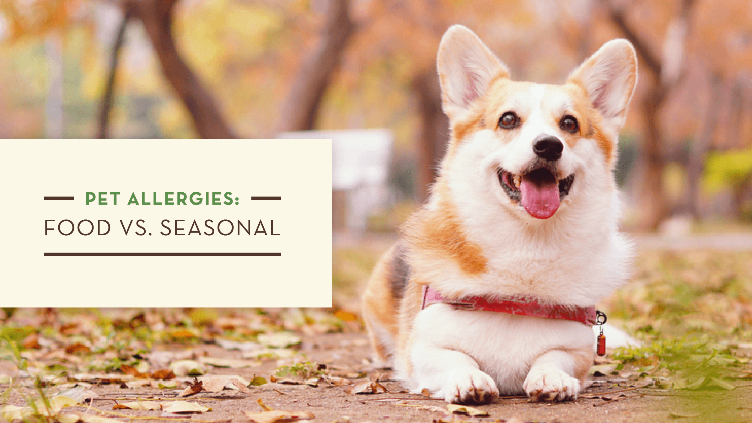 Pet Allergies: Food vs. Seasonal