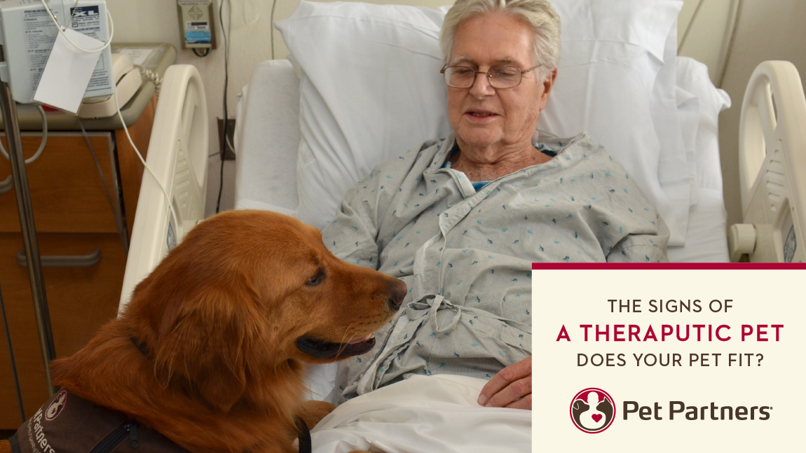 The Signs of a Therapeutic Pet- Does your Pet Fit?