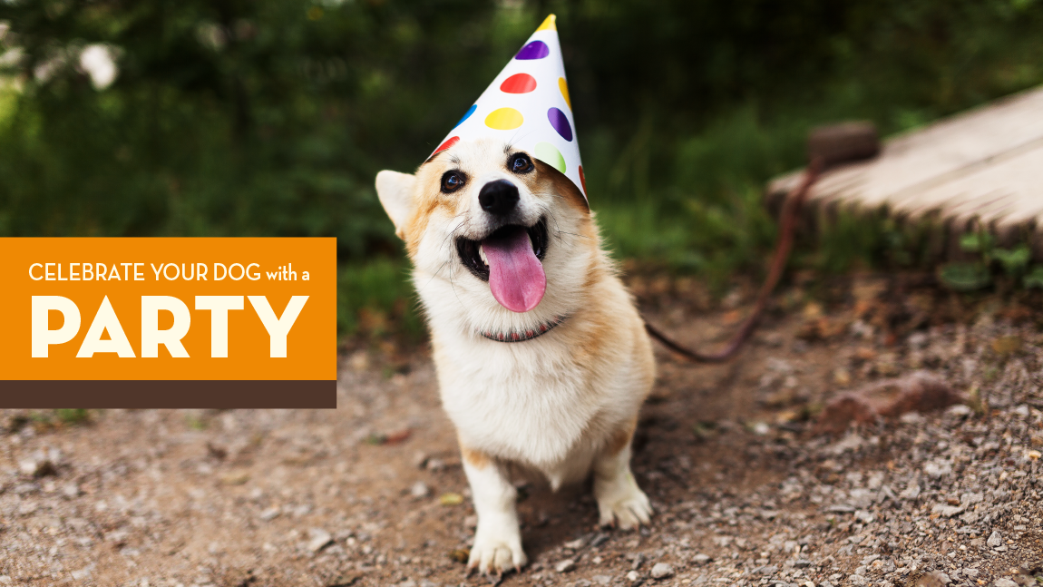 Celebrate Your Dog With a Party