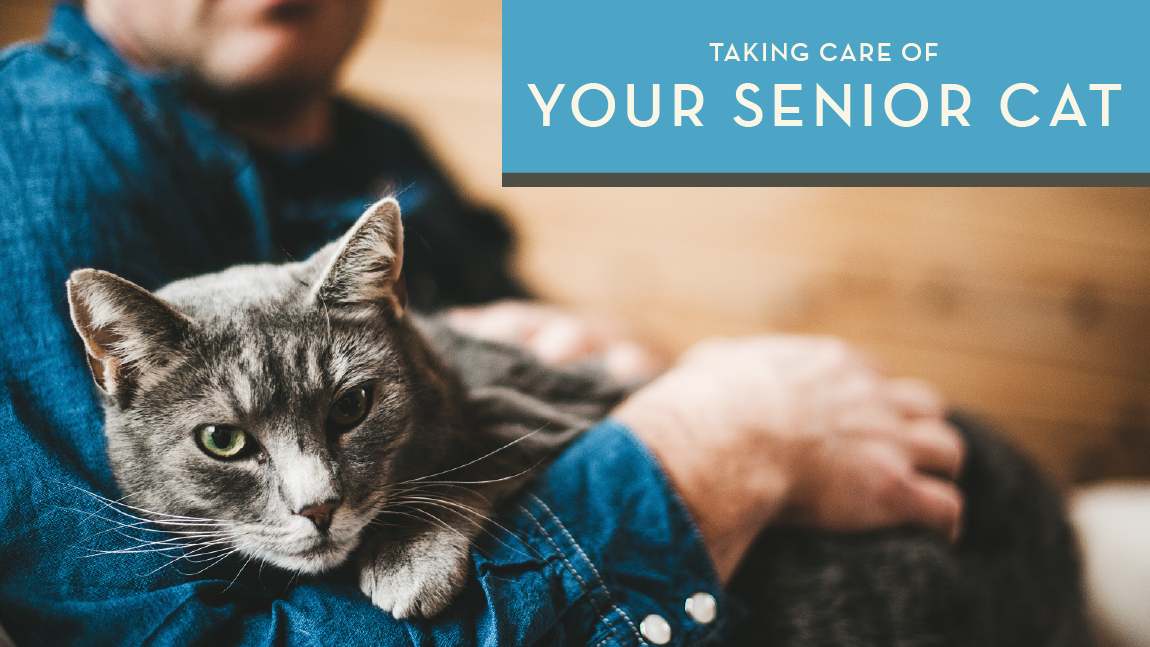 Taking Care of Your Senior Cat