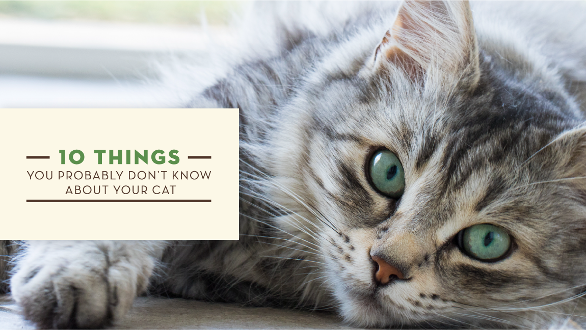 10 Things You Probably Don't Know About Your Cat