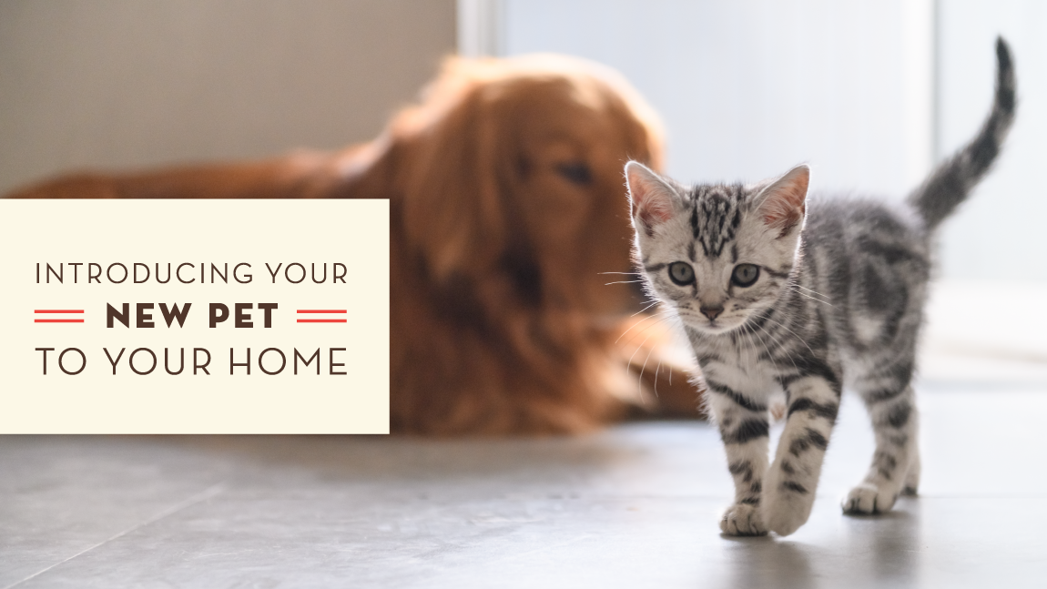 Introducing Your New Pet to Your Home