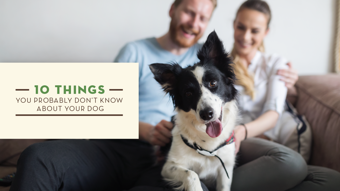10 Things You Probably Don't Know About Your Dog