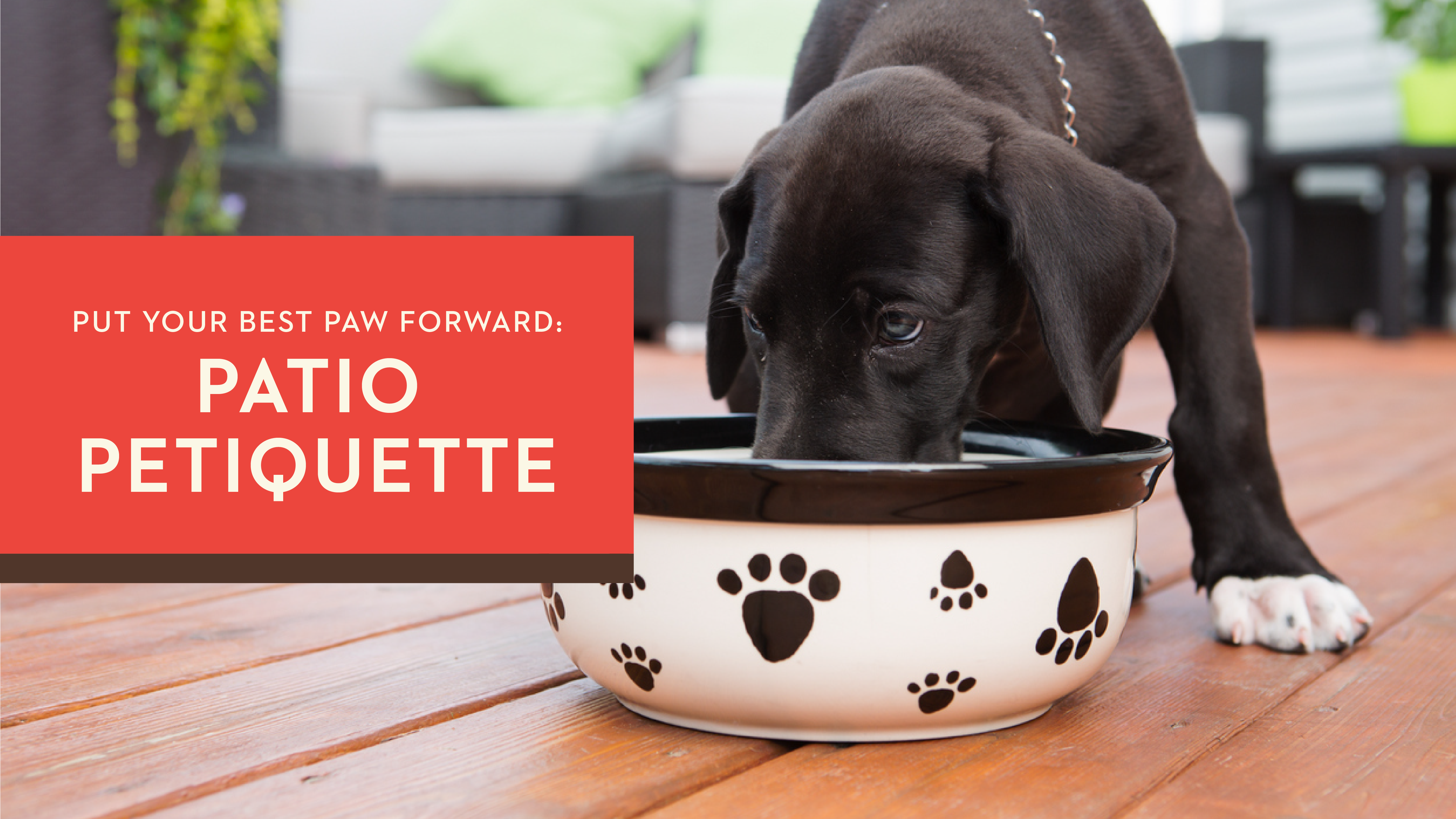 Put Your Best Paw Forward: Patio Petiquette