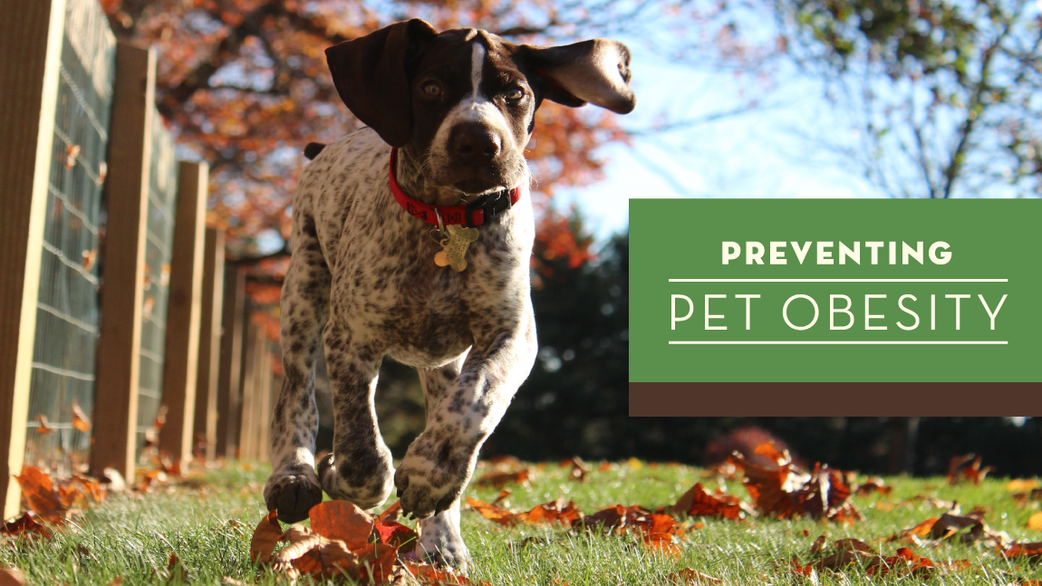 Preventing Pet Obesity