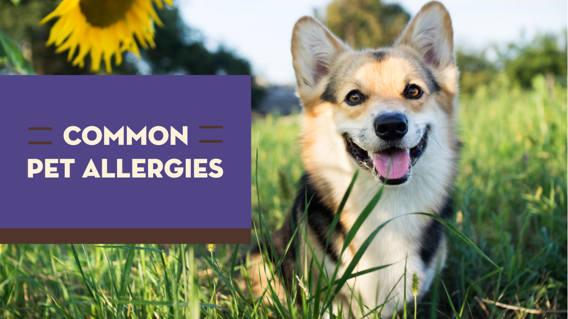 Common Pet Allergies