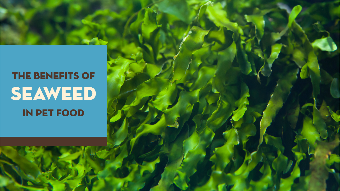 Benefits of Seaweed in Pet Food
