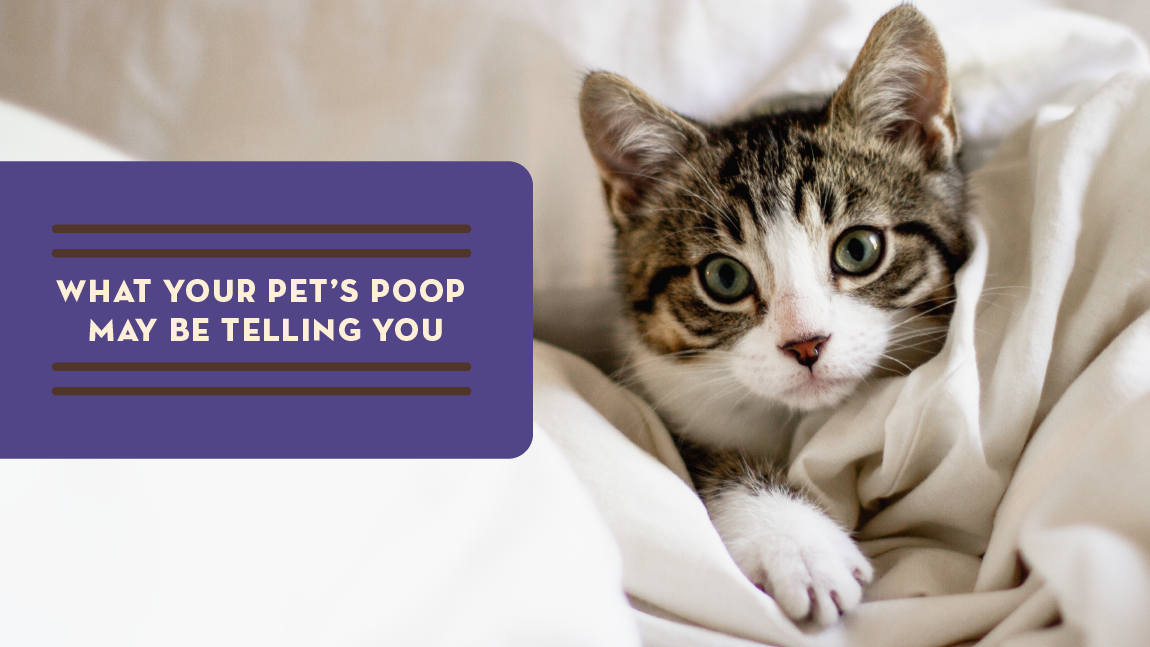 What Your Pet’s Poop Might Be Telling You