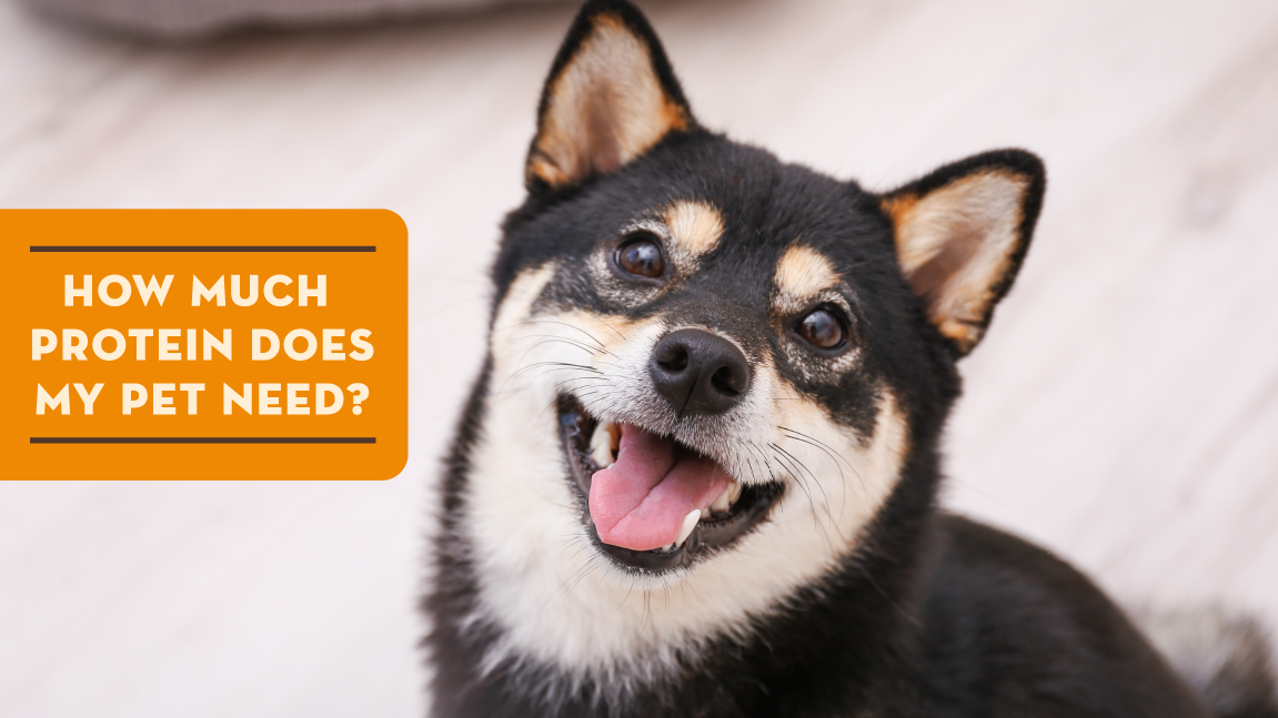 How Much Protein Does My Pet Need?