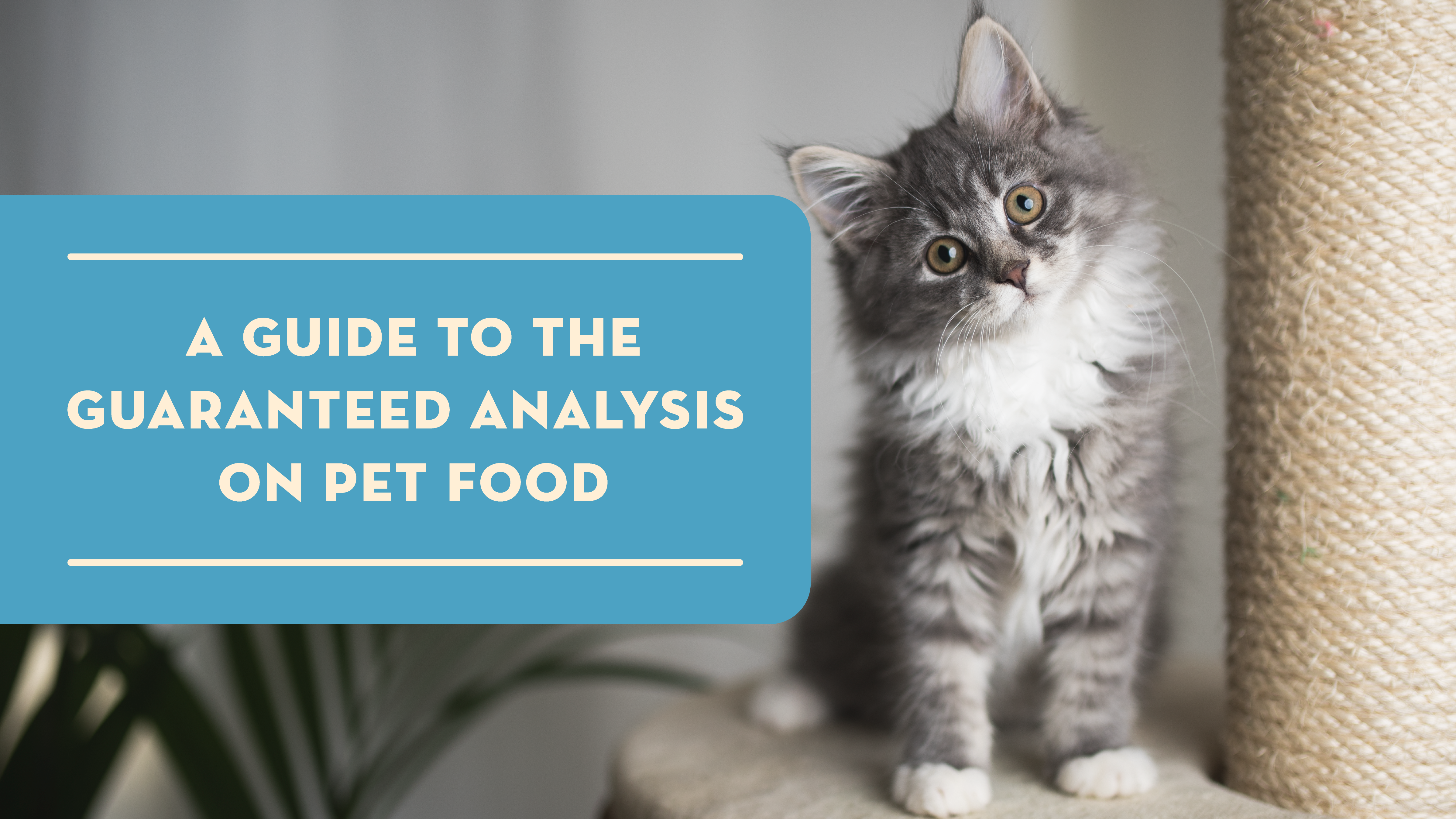 A Guide to the Guaranteed Analysis on Pet Food