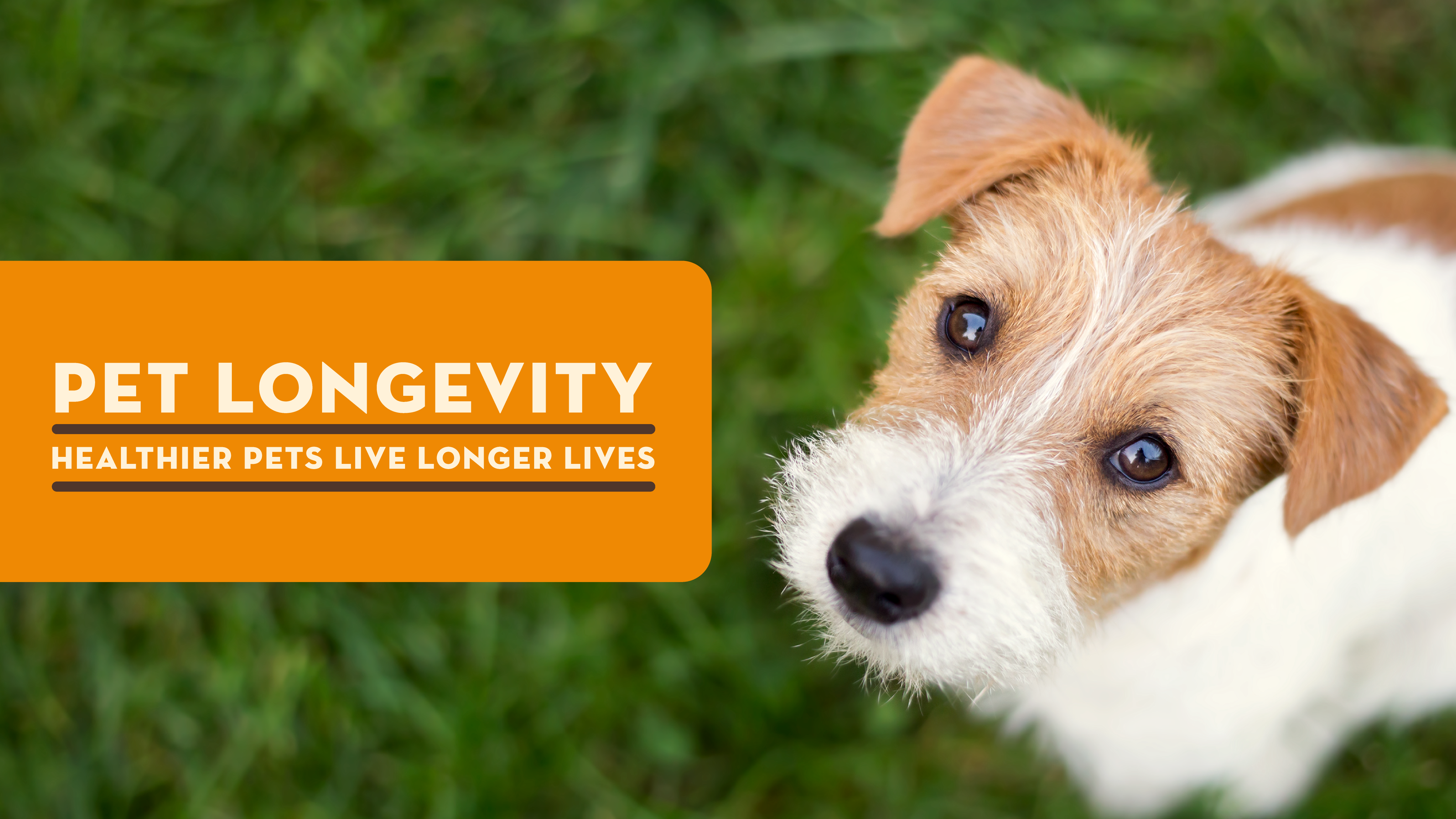 Pet Longevity: Healthier Pets Live Longer Lives