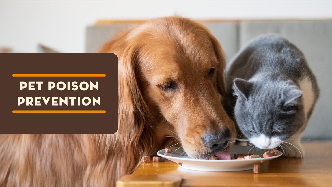Pet Poison Prevention
