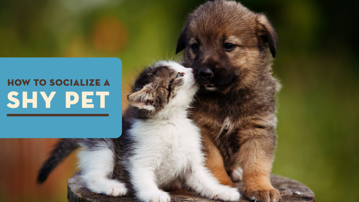 How to Socialize a Shy Pet