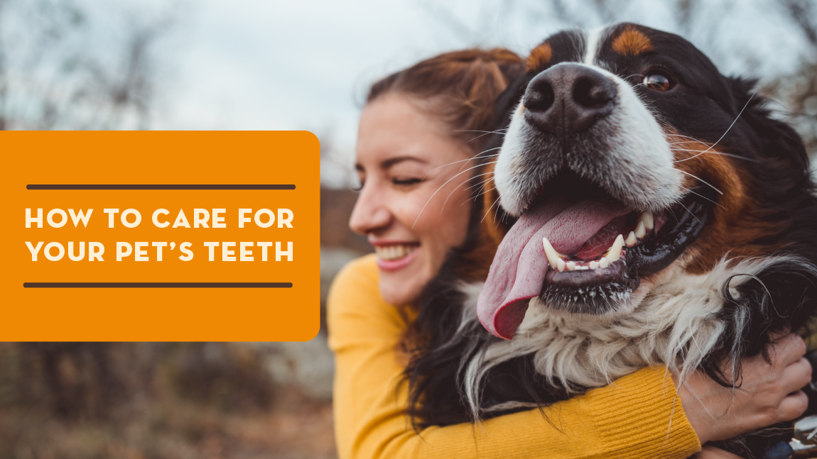 How to Care for Pet Teeth