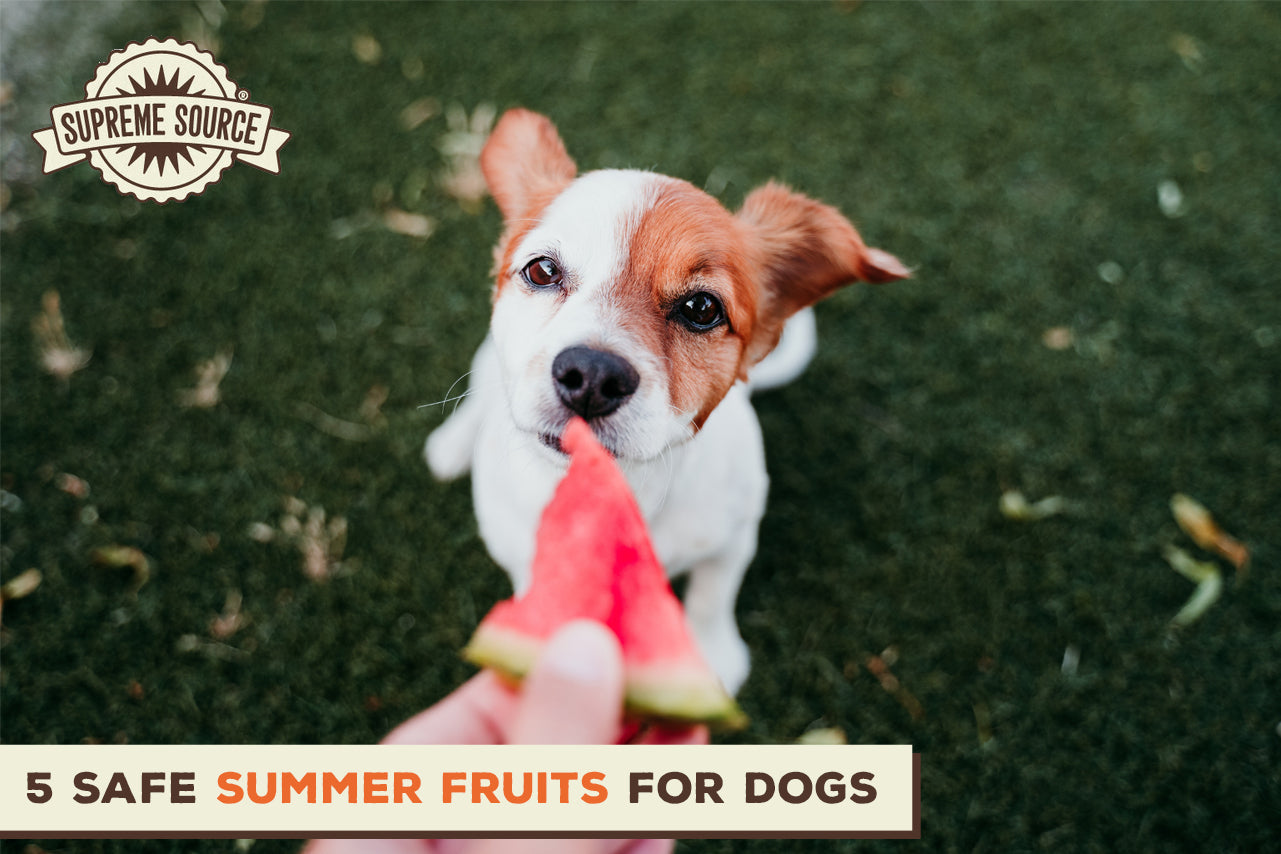 5 Safe Summer Fruits for Dogs