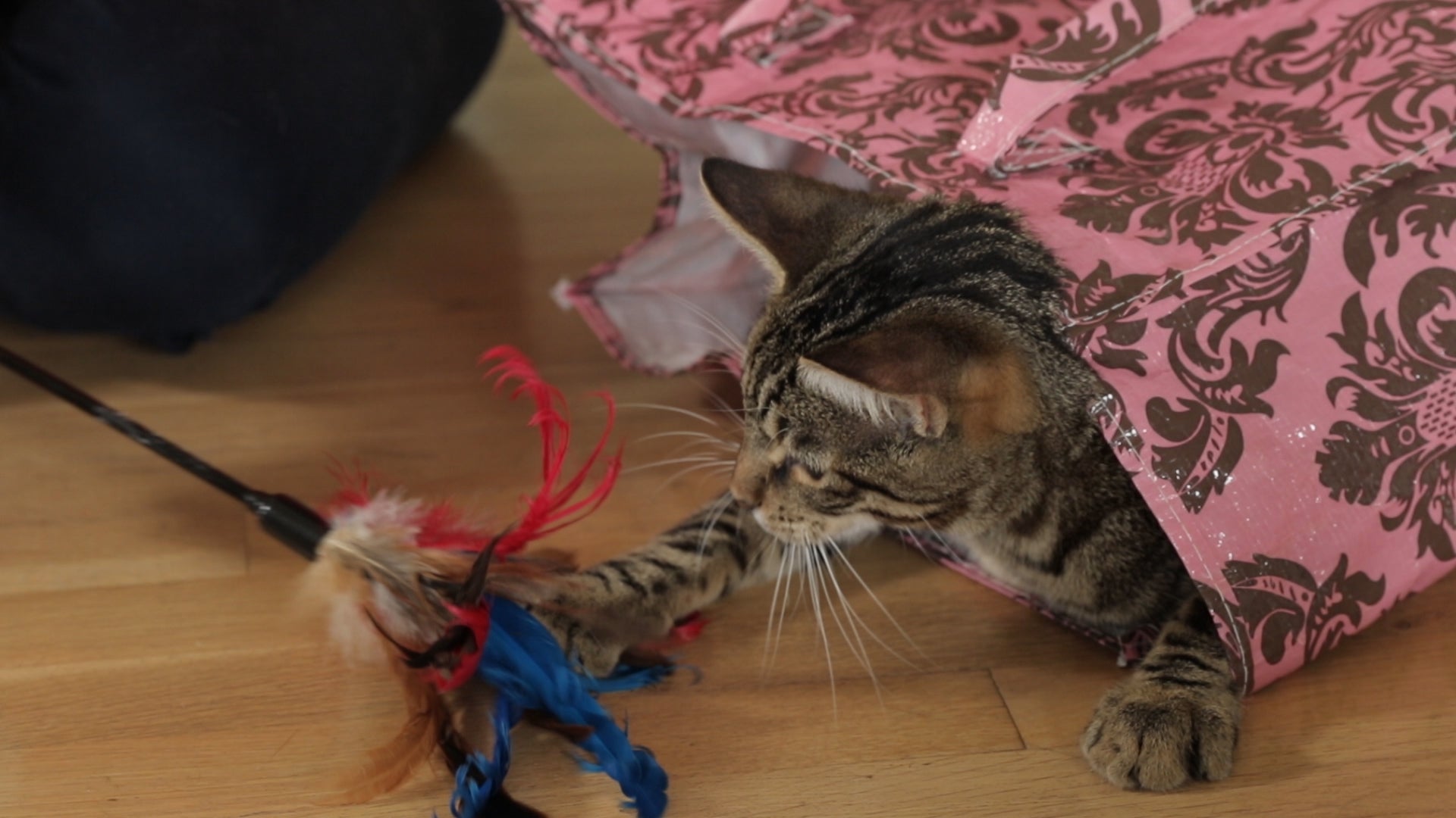 Exercising Your Cat