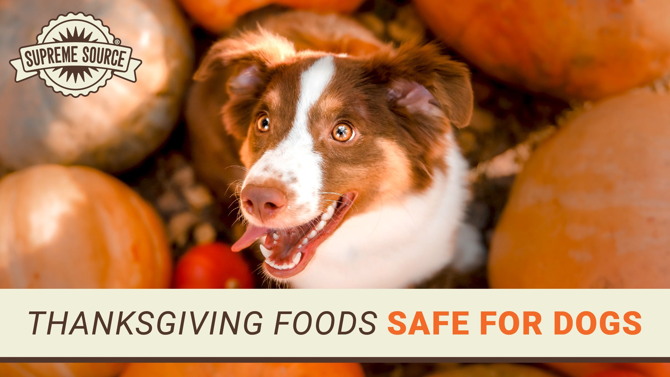 Learn which Thanksgiving foods are safe for dogs to keep your furry friend healthy this holiday. Get tips from Supreme Source Pet.