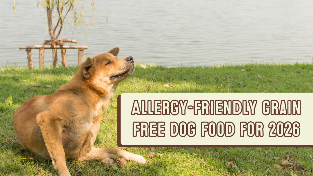 Allergy-Friendly Grain-Free Dog Food for 2026