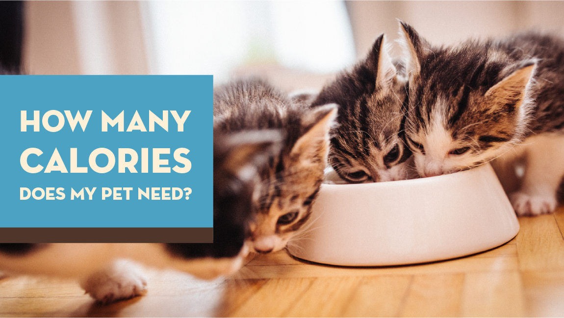 How Many Calories Does My Pet Need?