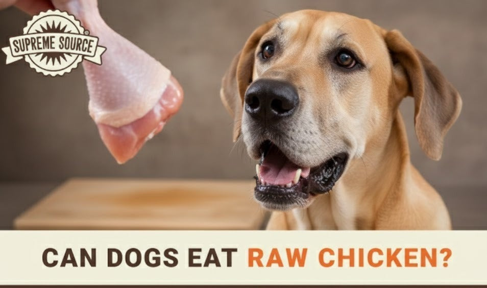 Can Dogs Eat Raw Chicken? What Pet Parents Should Know