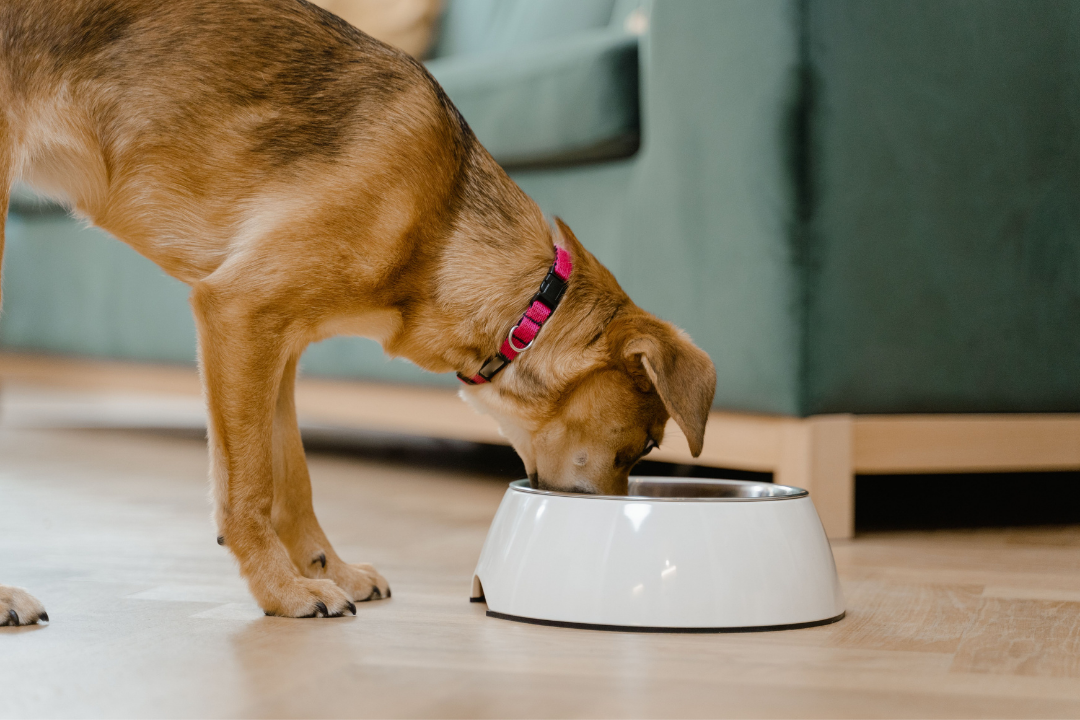7 Mistakes When Switching Dog Food for Sensitive Stomachs