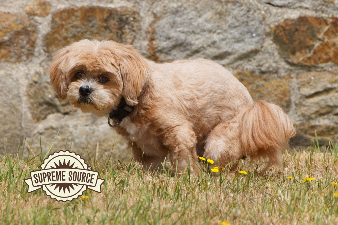Feeding a Dog With Diarrhea in 2026: A Complete Guide