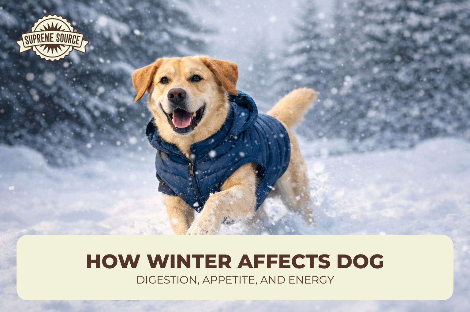How Winter Affects Dog Digestion, Appetite, and Energy