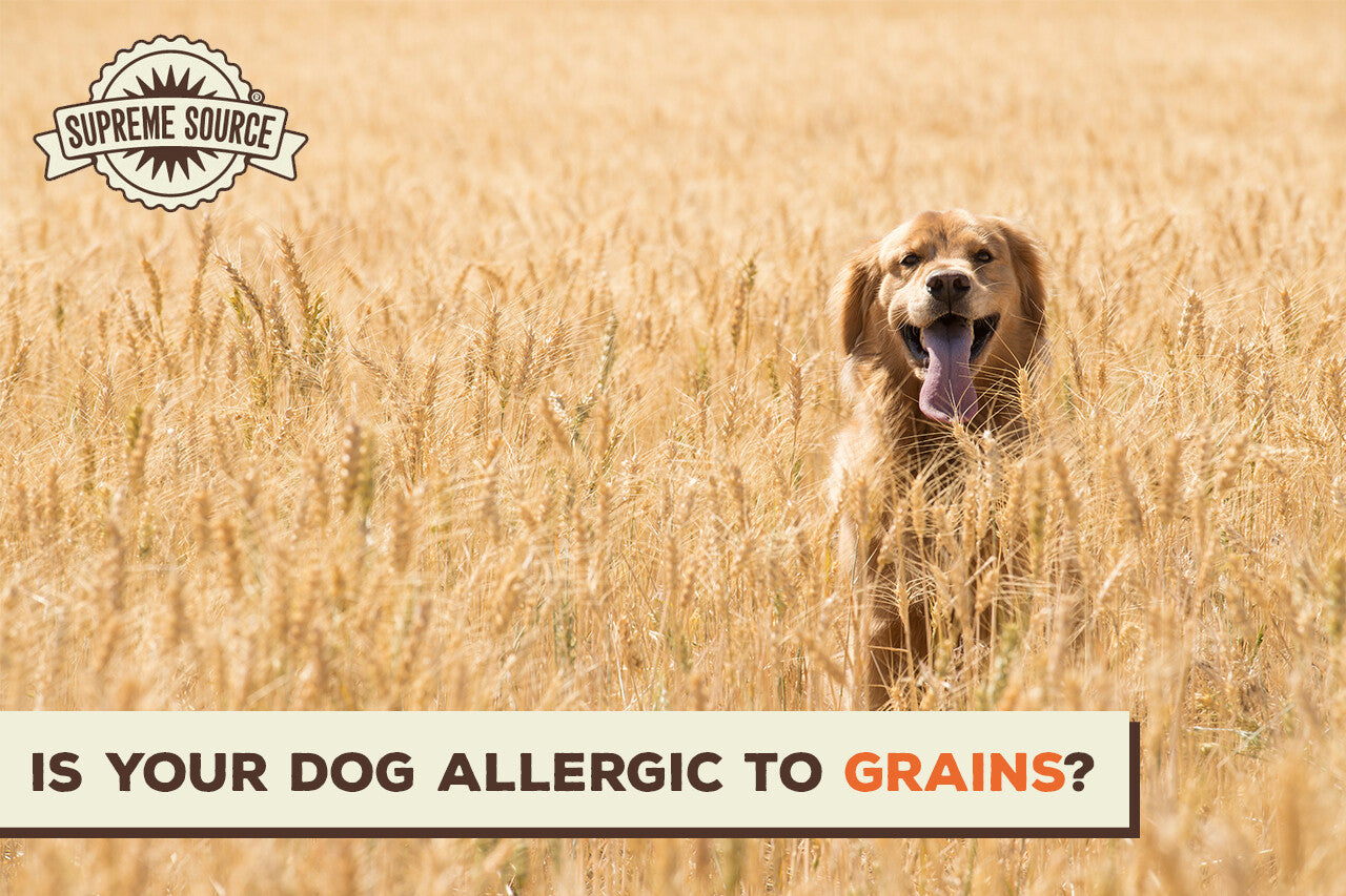 What to Do If Your Dog Has a Grain Allergy