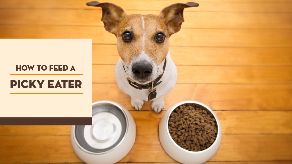 How to Feed a Picky Eater