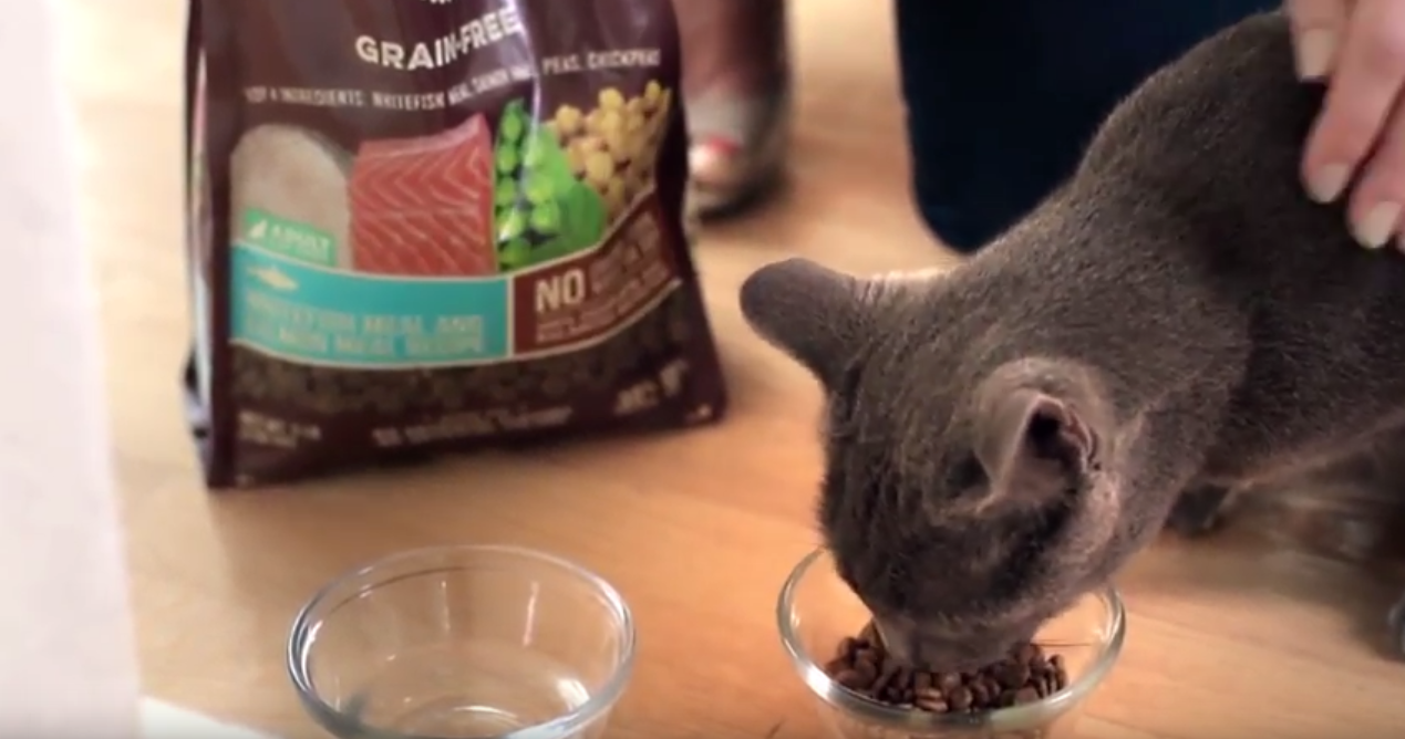 How To Find the Right Food For Your Cat