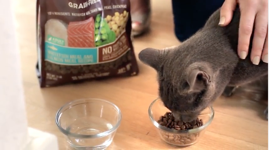 Nutritional Needs for Your Cat