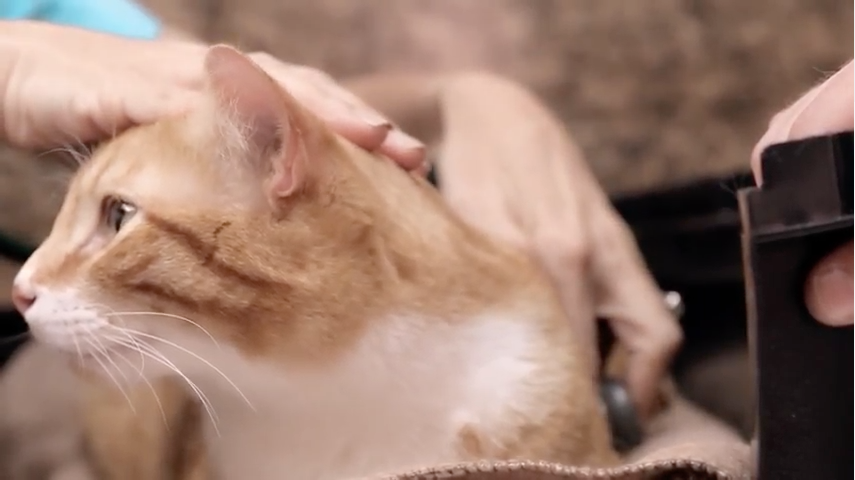 Managing Your Cat's Weight