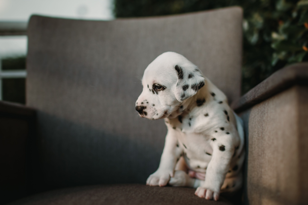 Best Affordable Grain-Free Puppy Foods Compared