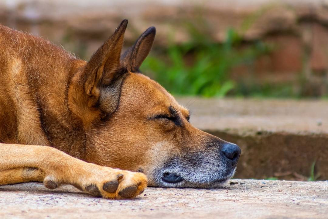 Signs Your Dog Needs Easier-to-Digest Food
